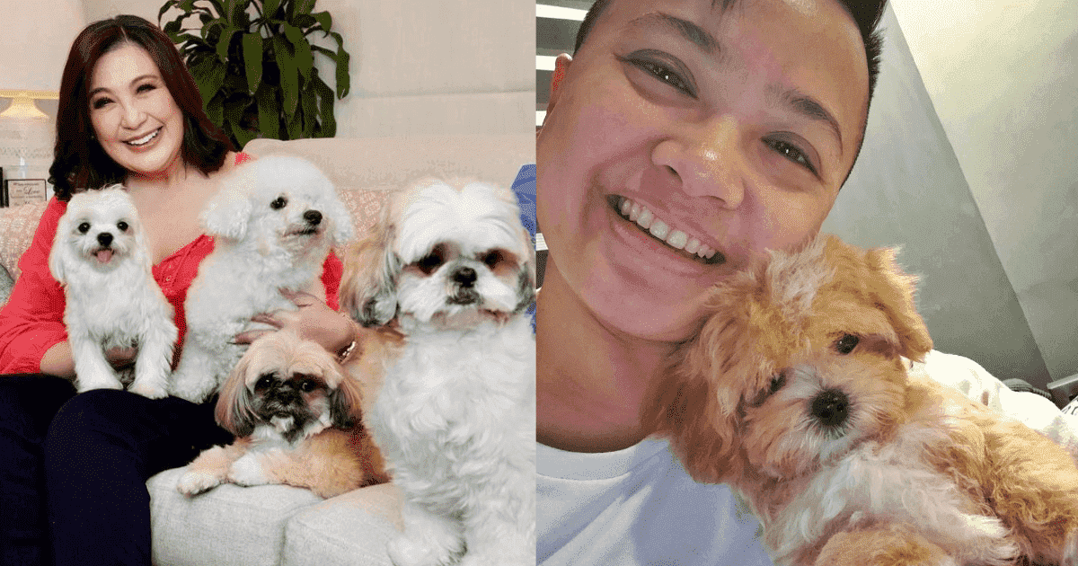 LIST Local celebrities who brought home adorable tiny dogs that are